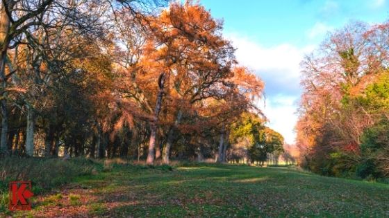 Local Parks